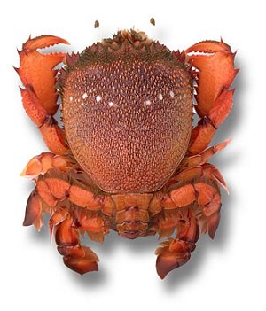 spanner crab - australia.jpg